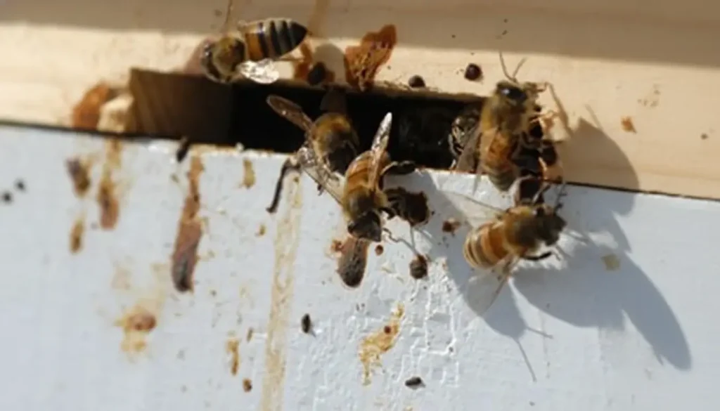 Nosema Hastalığı Belirtileri Nelerdir?