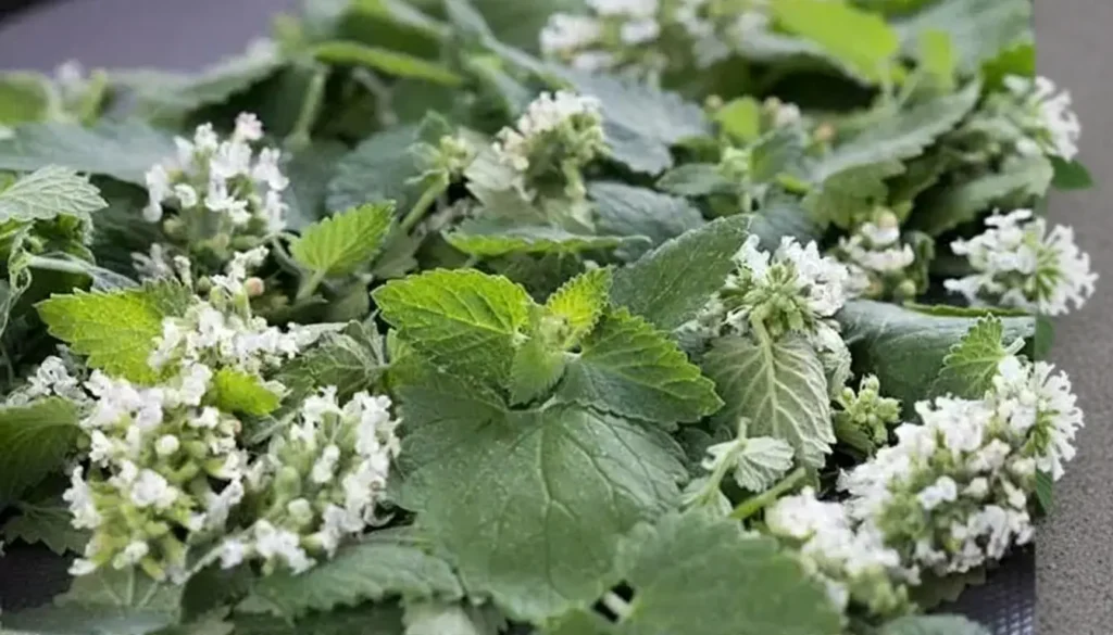 Oğul Otu (Melissa officinalis)