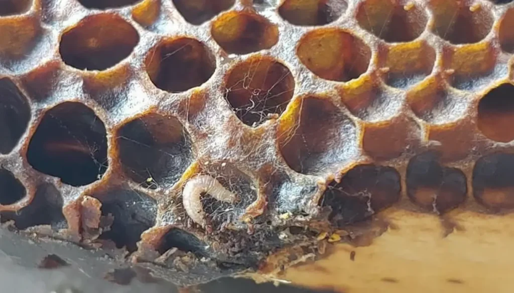 Petek (Mum) Güvesi Yaşam Döngüsü