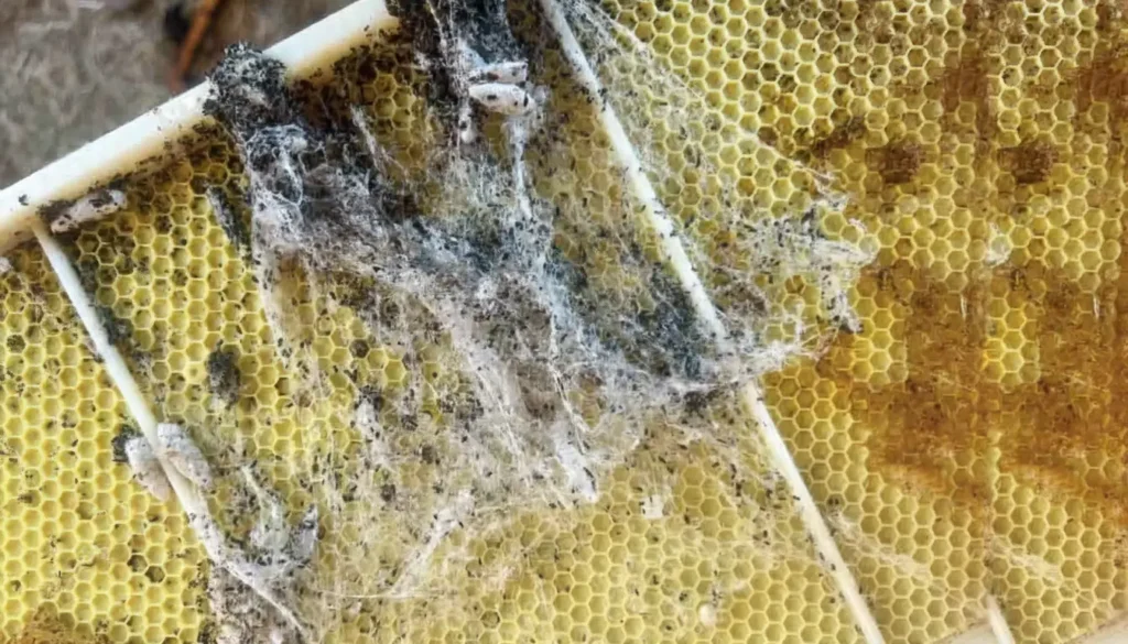 Petek (Mum) Güvesi Arı Zararlısı Bulaşma Nedenleri