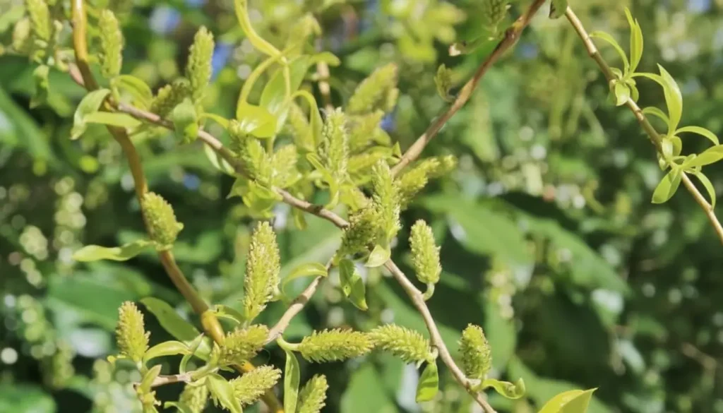 Söğüt (Salix spp.)