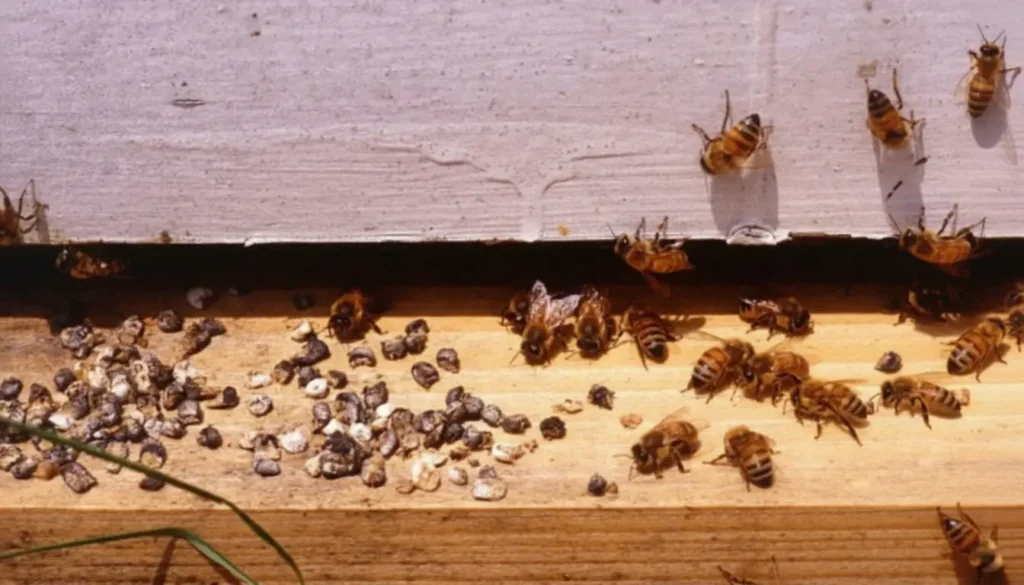 Taş Hastalığı Bulaşma Nedenleri
