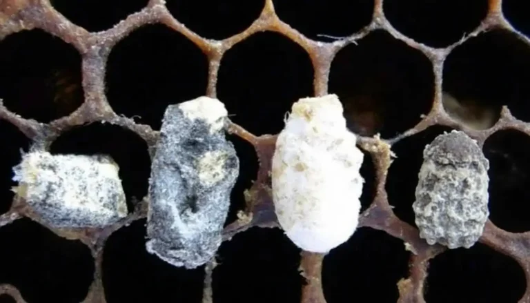 Taş Arı Hastalığı