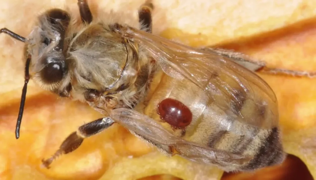 Varroa (Arı Akarı) Arı Zararlısı Belirtileri Nelerdir?