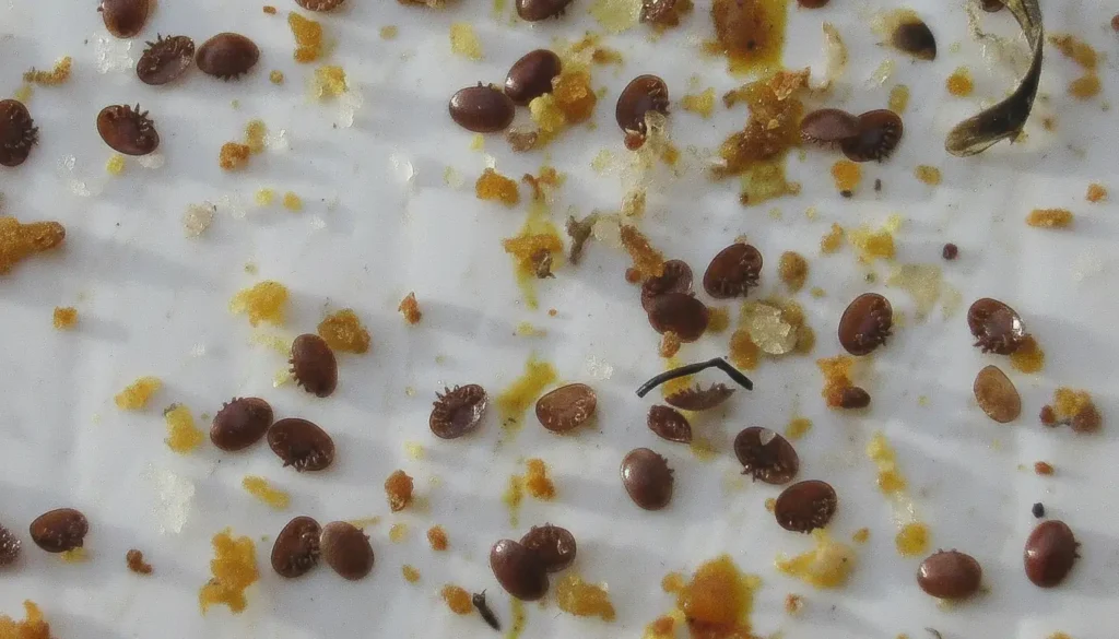 Varroa (Arı Akarı) Arı Zararlısı Nasıl Mücadele Edilir?