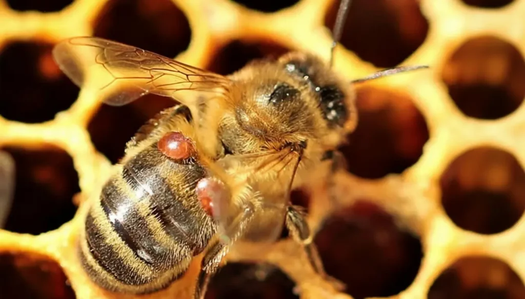 Varroa Organik Asit Tedavisi Ne Zaman ve Nasıl Yapılır?