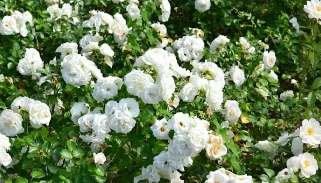 Yaban Gülü (Rosa spp.)