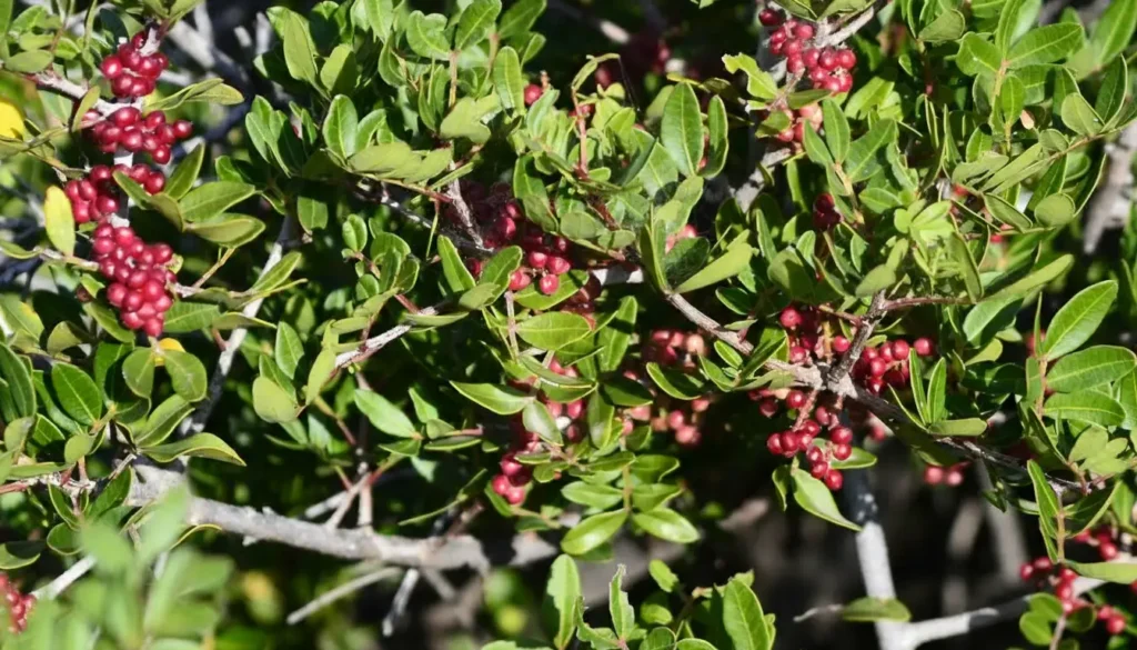 Yabani Sakız Ağacı / Künnük (Pistacia spp.)
