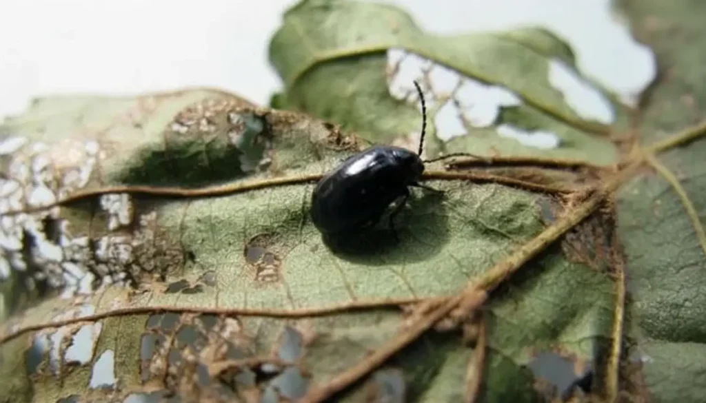 Yakı Böceğinin Yaşam Döngüsü