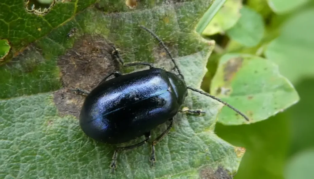 Yakı Böceği Arı Zararlısı Belirtileri Nelerdir?