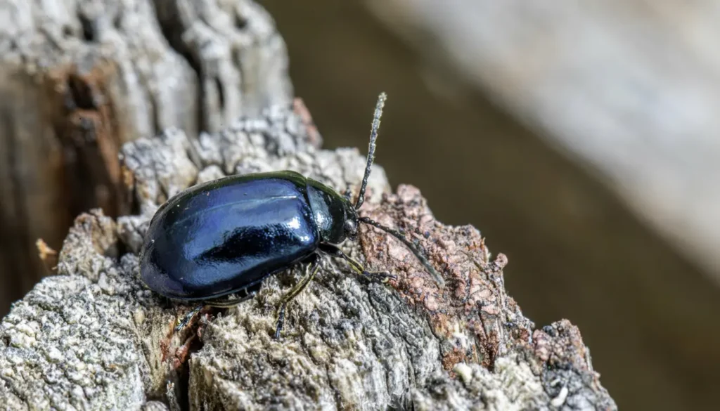 Yakı Böceği Arı Zararlısı ile Nasıl Mücadele Edilir?