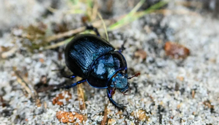 Yakı Böceği Arı Zararlısı