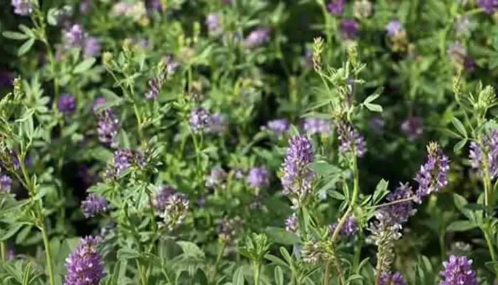 Yonca (Medicago sativa)